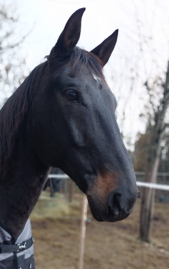 Sportegyesületünk legújabb tagja Vagány. Fogadjátok szeretettel!
